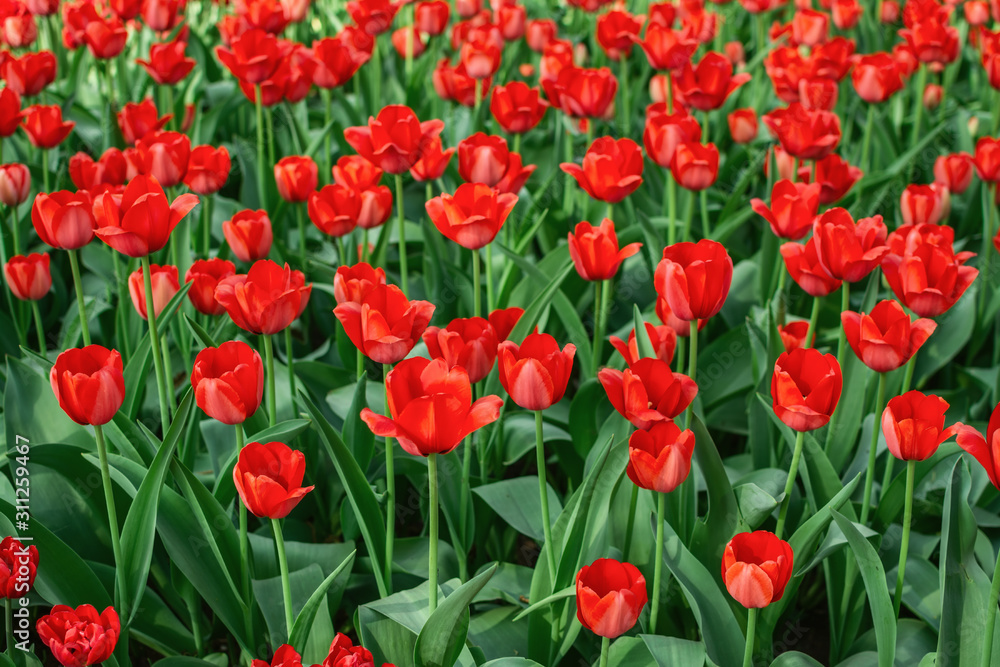 Many red tulips in the flowerbed. Selective focus
