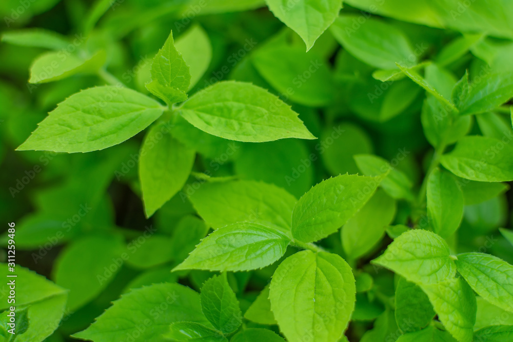 Fresh green leaves on the bush in spring. Side view, selective focus, shallow depth of field Fresh green leaves on the bush in spring. Side view, selective focus, shallow depth of field