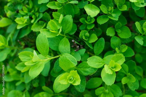 Fresh green foliage on the bush in spring. Top view  selective focus