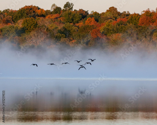 Fotografia, Obraz Geese flying on foggy lake