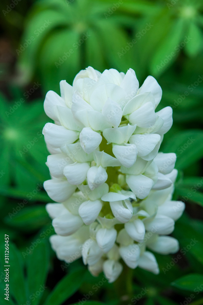 Closeup image of white flower with natural blurred background Closeup image of white flower with natural blurred background