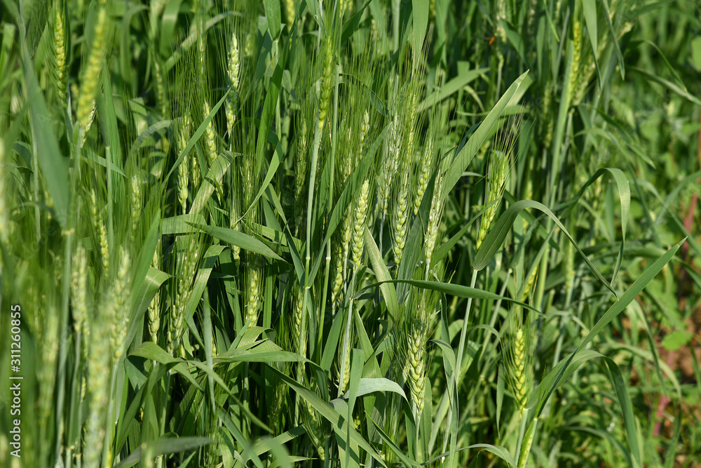 Green wheat at organic farm field Green wheat at organic farm field