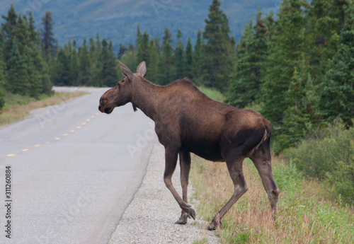 Moose on the road in Denali, Alaska
