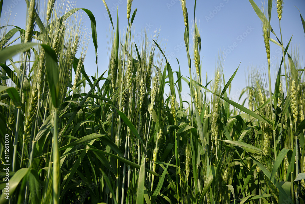 Obraz premium Green wheat at organic farm field