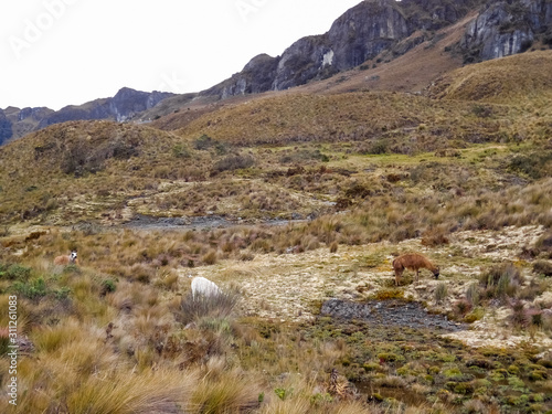 Landscape inside the Cajas National Park with llamas grazing.