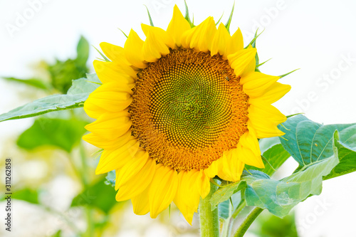 Bees find nectar from sunflower