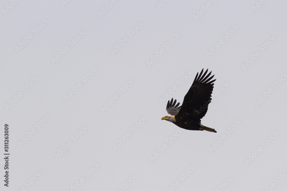 Obraz premium Bald Eagle Soars in Open Sky