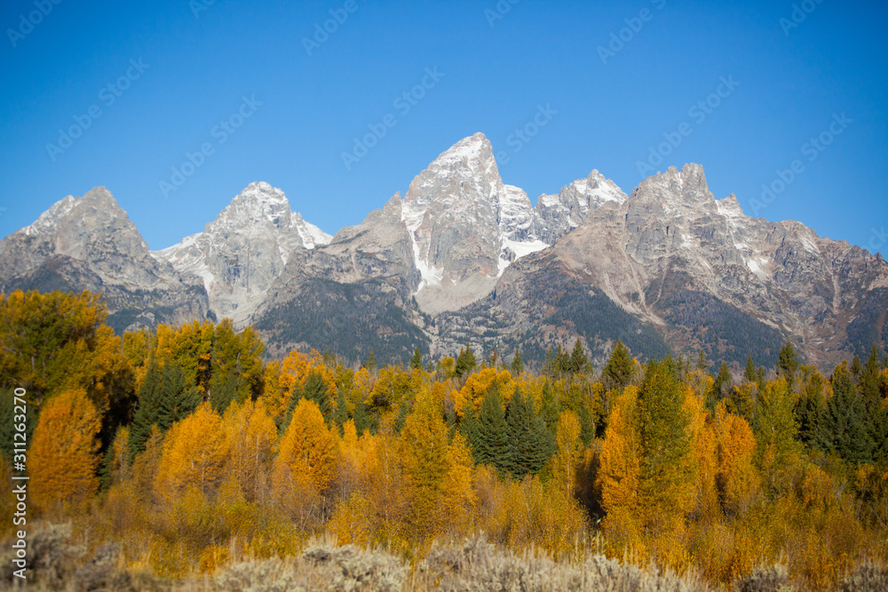 Snow Capped Mountains and fall leaves