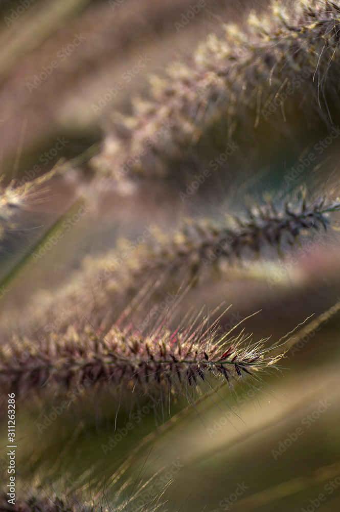 Fountain Grass Ornamental Plant in Garden with soft focus background