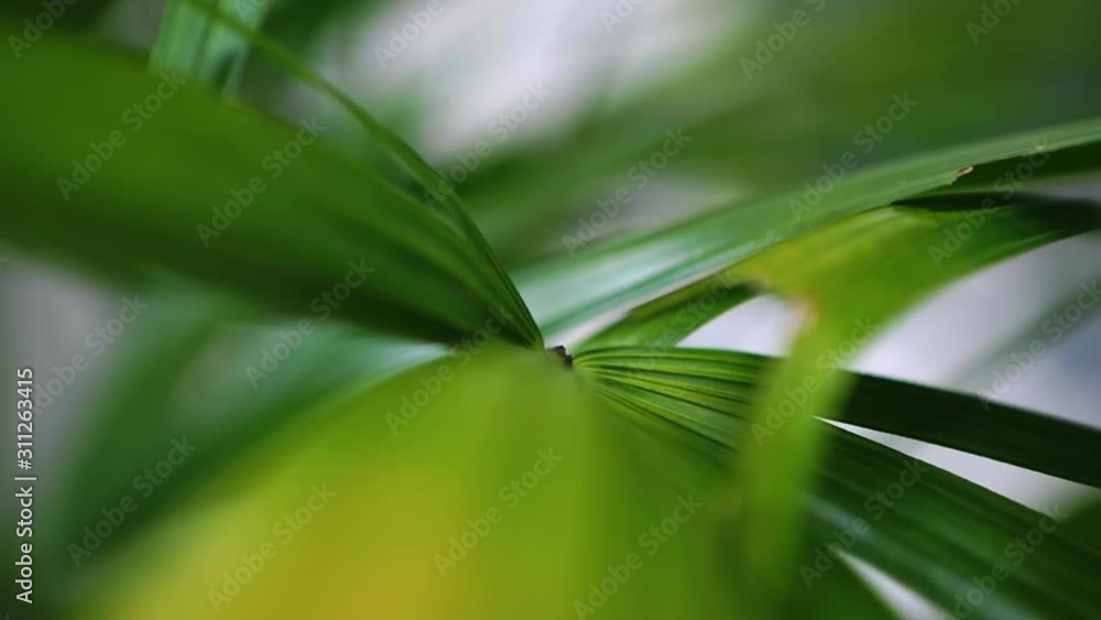 Fresh juicy leaves. Tropical green palm leaf with sun light. Abstract natural background with bokeh. Ecology summer and vacation concept. Nature of amazonian forests. Close-up of a palm leaf. Fresh juicy leaves. Tropical green palm leaf with sun light. Abstract natural background with bokeh. Ecology summer and vacation concept. Nature of amazonian forests. Close-up of a palm leaf.