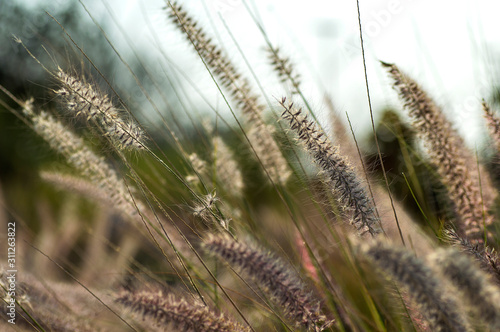 Fountain Grass Ornamental Plant in Garden with soft focus background photo