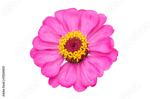 pink flower isolated on white background