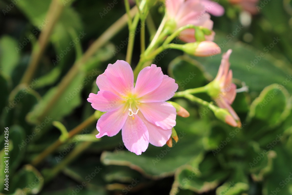 Pink Pink