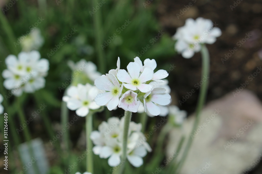 White White