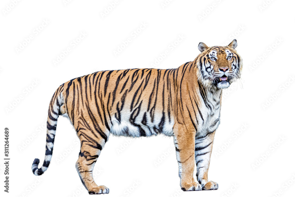 A tiger with a white background