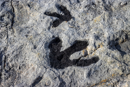 Fossilized dinosaur tracks at Dinosaur Ridge Park in Morrison, Colorado