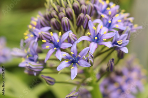 "Portuguese Squill" flower (or Peruvian Bluestar, Cuban Lily, Peruvian Lily, Hyacinth of Peru) in St. Gallen, Switzerland. Its Latin name is Scilla Peruviana, native to western Mediterranean region.