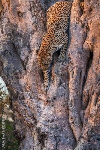 Leopard climbing down from a tree - Tanzania