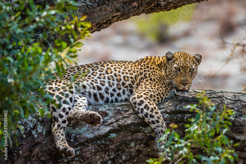 Leopard lying on tree branch