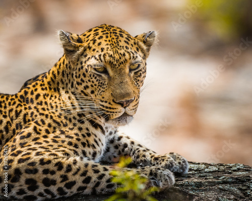 Leopard portrait © Hans