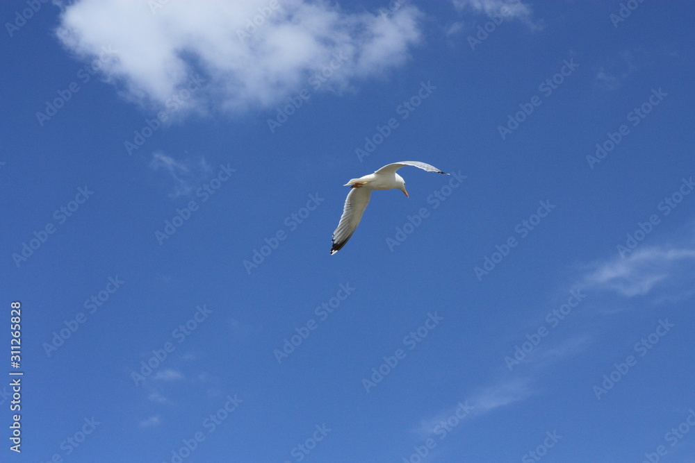 Fototapeta premium sea