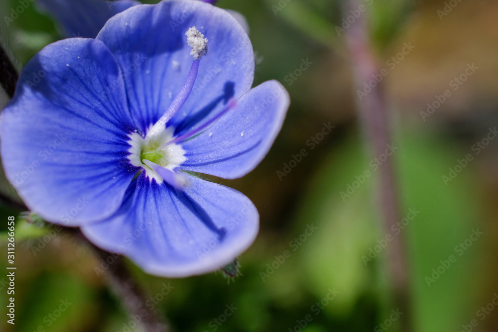 Small purple flower in spring meadow. Macro shot Small purple flower in spring meadow. Macro shot
