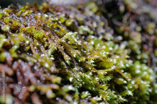 Moss with drops of water up close.