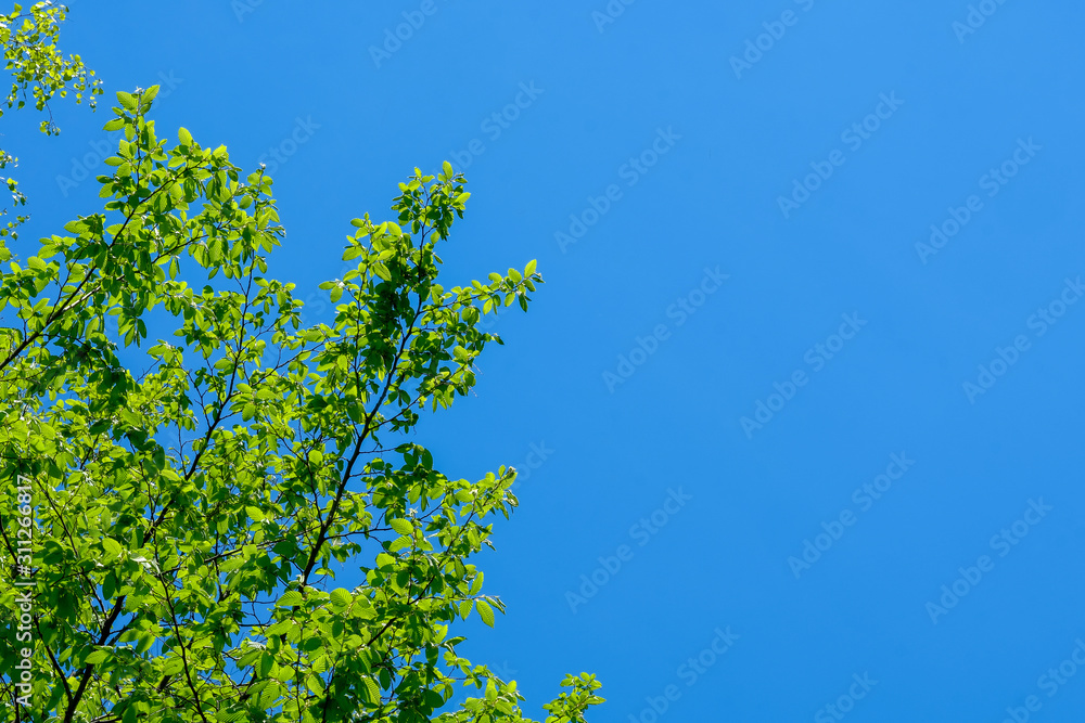 Isolated leaves in forest with blue sky background. Isolated leaves in forest with blue sky background.