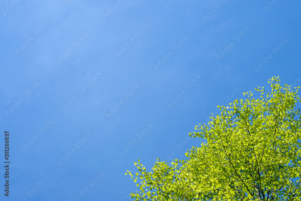 Isolated leaves in forest with blue sky background. Isolated leaves in forest with blue sky background.