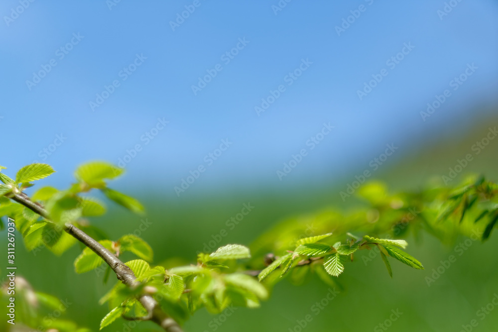Obraz premium Isolated leaves in forest with blurred background.