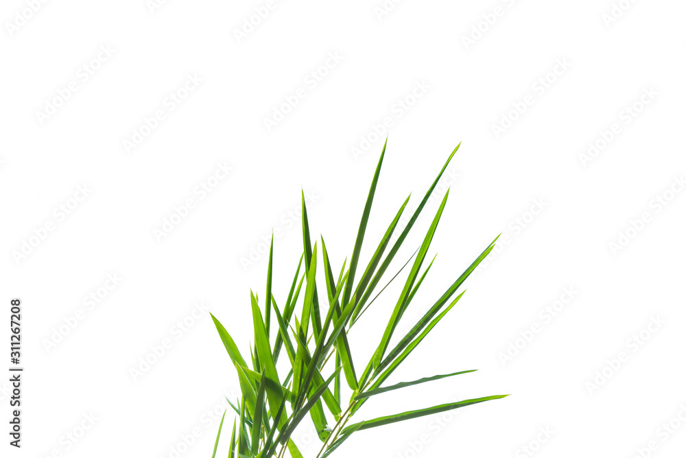 ฺBamboo Leaves background isolated on white background ฺBamboo Leaves background isolated on white background