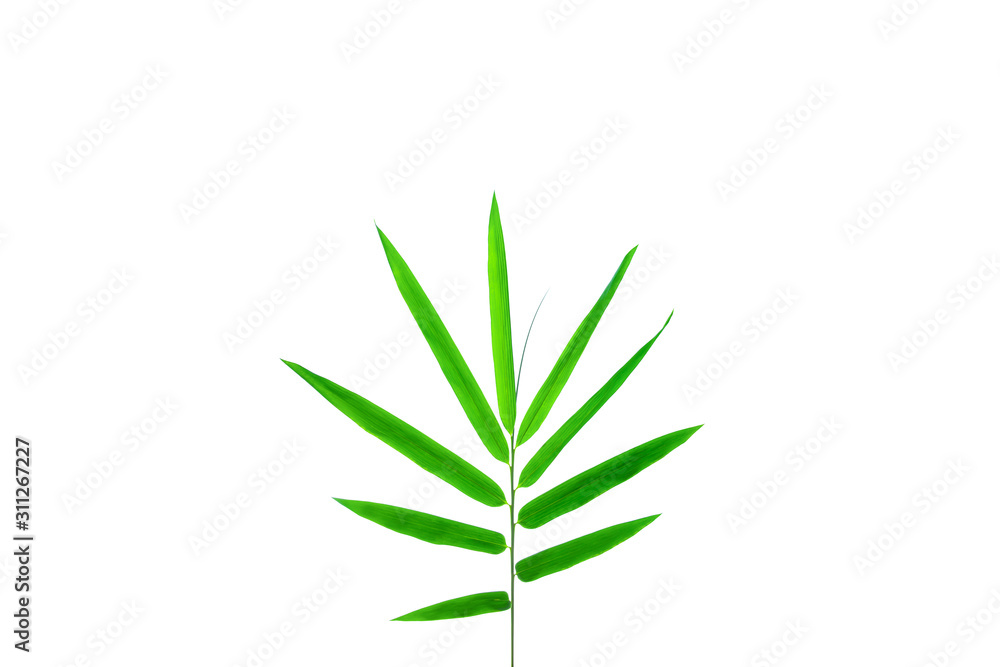 ฺBamboo Leaves background isolated on white background