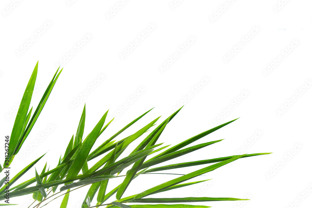 Fototapeta premium ฺBamboo Leaves background isolated on white background