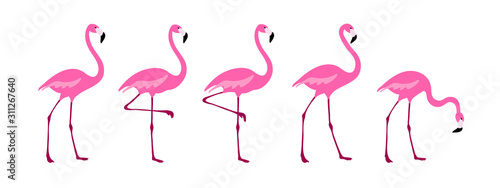 Flamingo clipart set. Tropical bird drawing. Isolated on white. Colorful cute cartoon design.