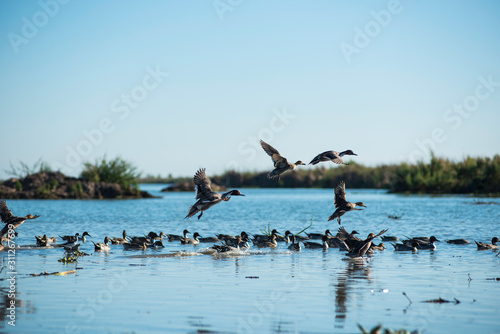 Flying ducks