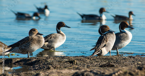 Sitting ducks
