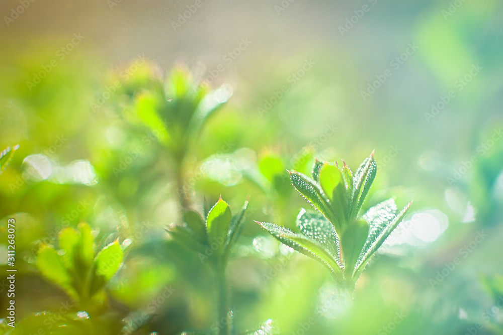 Galium aparine cleavers, clivers, Cleavers Galium aparine use in traditional medicine for treatment of disorders of lymph systems, diuretic and as detoxifier grass close-up