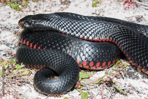 Red-bellied Black Snake basking in habitat