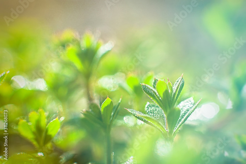 Galium aparine cleavers, clivers, Cleavers Galium aparine use in traditional medicine for treatment of disorders of lymph systems, diuretic and as detoxifier grass close-up photo