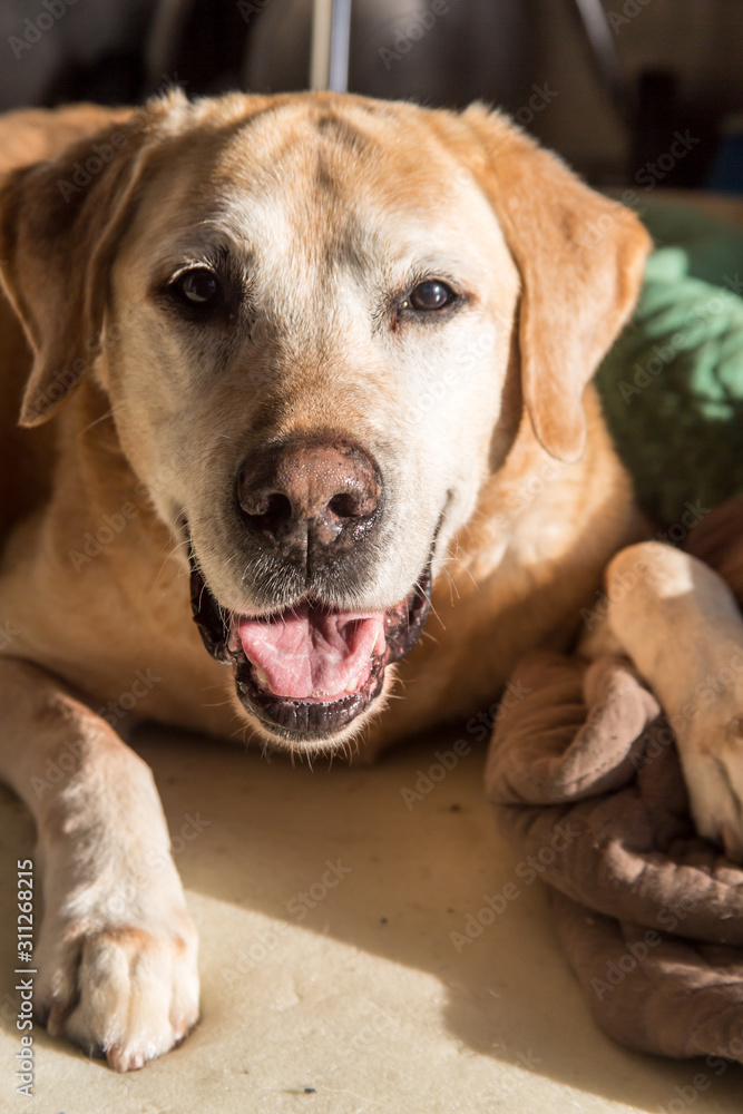 dramatic image of an expresive old yellow labrador with white hairs on his face.