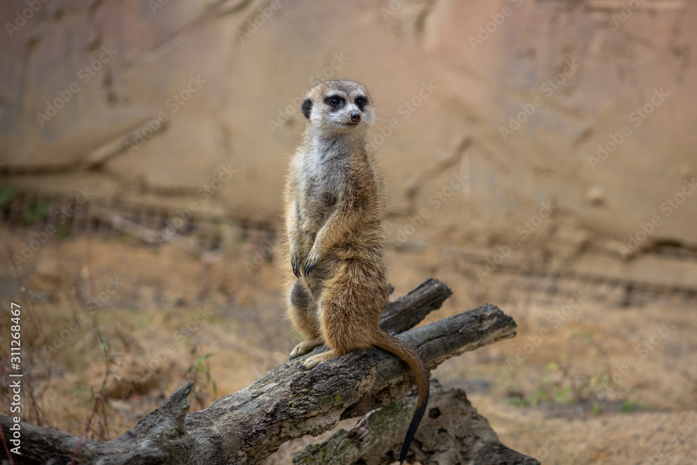 Meerkat Meerkat