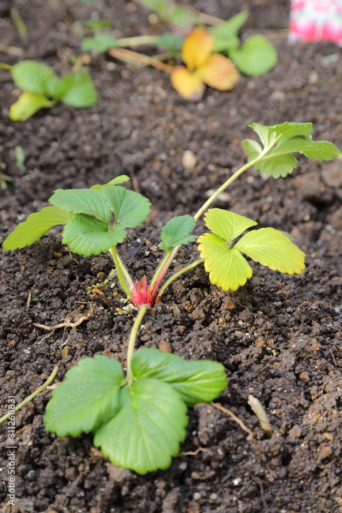 Planting strawberry seedlings Planting strawberry seedlings