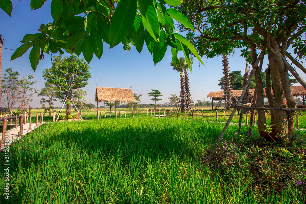 The blurred nature background of the green rice fields, and a seat to watch the scenery, a wooden bridge for taking pictures while traveling The blurred nature background of the green rice fields, and a seat to watch the scenery, a wooden bridge for taking pictures while traveling