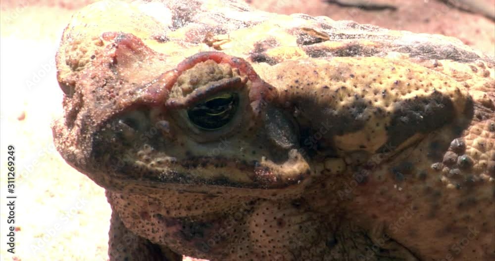 Vidéo Stock Cane Toad, World's Largest Toad/Poisonous, Brazil The River of the Dead, Xingu