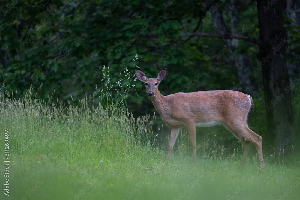 deer walking close by in tall grass deer walking close by in tall grass
