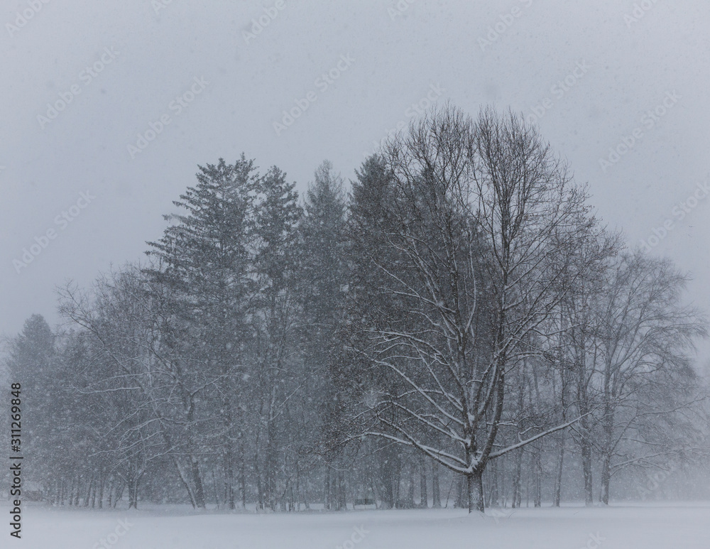 snowy trees snowy trees
