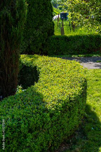 Boxwood hedge in the garden.