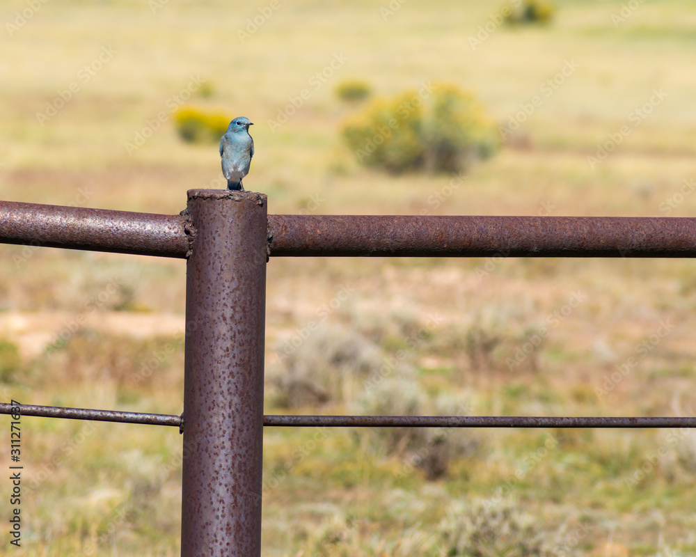 Blue Bird on a Rusty Fence Blue Bird on a Rusty Fence