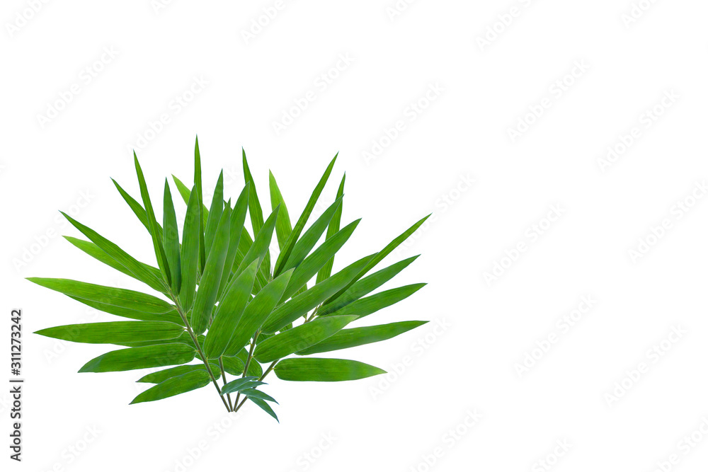 Fototapeta premium ฺBamboo leaves for background isolated on white background