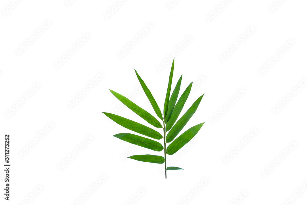 Fototapeta premium ฺBamboo leaves for background isolated on white background